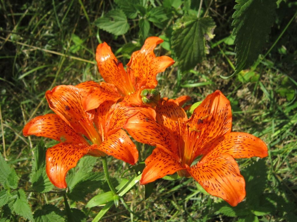 Lilium bulbiferum subsp croceum